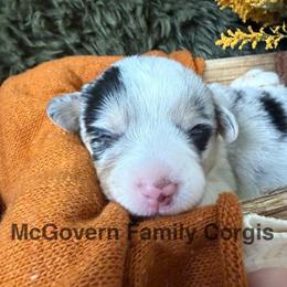 Sprinkles Natural Tail - Blue merle and white female American Corgi puppy in Paxton, Illinois from McGovern Family Corgis