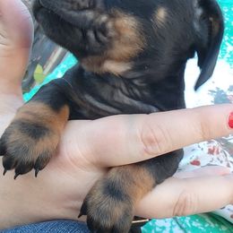 Dachshunds from Moonpie