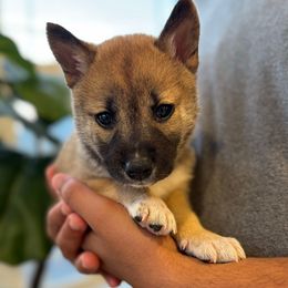 Lina - Red female Shiba Inu puppy in Elizabeth, New Jersey from Shiba Inu Loving Care