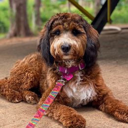 Cookie - Bernedoodle