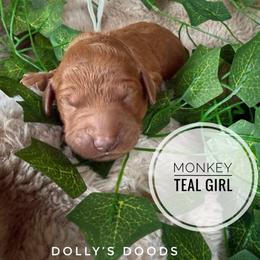 Monkey - Apricot female Goldendoodle puppy in Harrisburg, Oregon from Dolly’s Doods