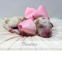 Beatrix - Parti female Goldendoodle puppy in State Road, North Carolina from Must Love Doodles