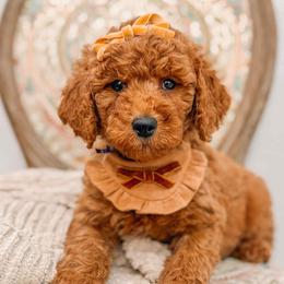 Aurora - Red  female Goldendoodle puppy in Iola, Texas from Supreme Doodles of Texas