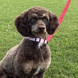 Sweetie - Poodle