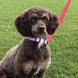Sweetie - Poodle