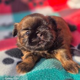 Paisley she's 3450 - Brindle female Shih Tzu puppy in Richmond, Texas from Aleka Shih Tzu