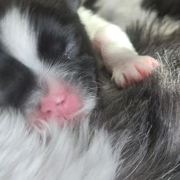Boy Six - Black and white male Shih Tzu puppy in New Bern, North Carolina from Kuddly Creatures