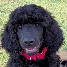 Poodle Puppies from Serendipite Poodles