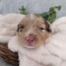 Skittles - Red merle female Australian Shepherd puppy in Summerville, South Carolina from Flowertown Aussies