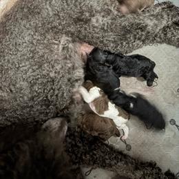Ranger - Parti male Poodle puppy in Meadowbrook, California from Standard Poodle Pups