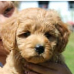 Goldendoodles from Forever Snuggly Goldendoodles