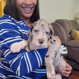 Great Dane and Yorkshire Terrier Puppies from Chuck City Danes