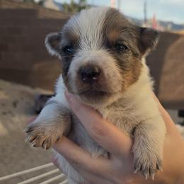 Girl 4 - female Australian Cattle Dog puppy in North Las Vegas, Nevada from Wild Sage Cattle Dogs
