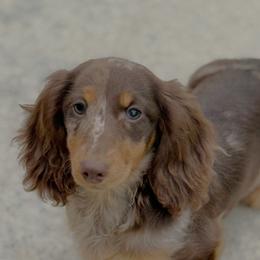 Gerty - Dachshund