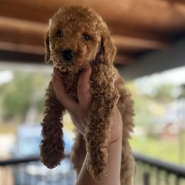 Angel - Apricot female Goldendoodle puppy in Atlantic Beach, Florida from Glamorous Golden Doodles