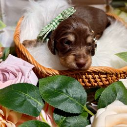 Cruz - Chocolate and tan male Dachshund puppy in Bennett, North Carolina from Cherished Dachshunds