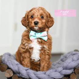 Maple - Red female Australian Labradoodle puppy in Port Orchard, Washington from Snooze and Sniff Labradoodles