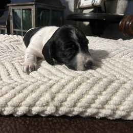 Dachshund Puppies from Jag Fam Dachshunds