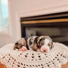 Orange - Tri-color female Bernedoodle puppy in Cold Spring, Minnesota from A.N.A. Doodles