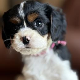 AKC Girl 3 Tri-color - Tri-color female Cavalier King Charles Spaniel puppy in Pleasant Hill, Iowa from Harvest Creek