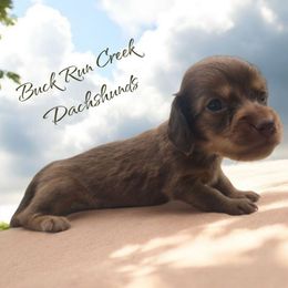 FINN - Red male Dachshund puppy in Greenfield, Ohio from Buck Run Creek Dachshunds & Labradors