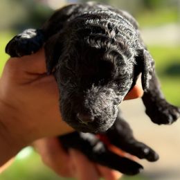 Coal of Christmas Past - Black male Poodle puppy in Corona, California from Garden Of Poodles