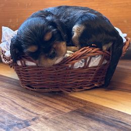 Cavalier King Charles Spaniel and Cavapoo Puppies from Cavaliers of Windsor