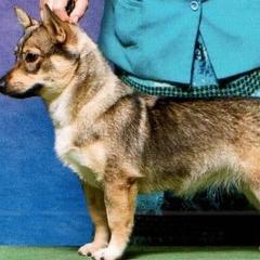 Cavalier King Charles Spaniels, Dalmatians, and Swedish Vallhunds from Snowood Dalmatians and Cavaliers