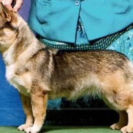 Cavalier King Charles Spaniels, Dalmatians, and Swedish Vallhunds from Snowood Dalmatians and Cavaliers