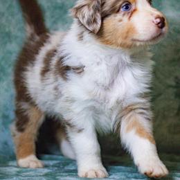Australian Shepherd Puppies from Lovable Little Aussies