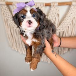 Raven - Tri-color female Bernedoodle puppy in Norcross, Georgia from Teddy Puppies