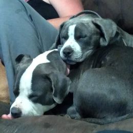 American Bullies from Johnson Bully Breeders