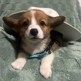 Rudy - Red male Pembroke Welsh Corgi puppy in New Waverly, Texas from Corgie & Cream Paradise