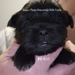 Sixth born - Black and white female Shih Tzu puppy in Havelock, North Carolina from Sugar Paws Heavenly Shih Tzu’s and Yorkshire Terriers