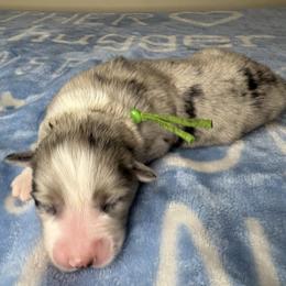 Australian Shepherd Puppies from Good Karma Aussies