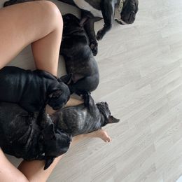 French Bulldog Puppies from Luna and London’s Puppies