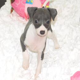 Gia Female 1 - Blue female Italian Greyhound puppy in Sparta Tn And Caryville Fl, Tennessee from Summerwind Kennel