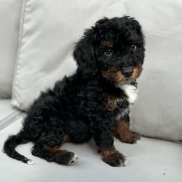 Eclipse - Tri-color male Bernedoodle puppy in Los Angeles, California from Bernied00dle Love