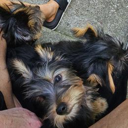 Silky Terrier Puppies from Brawley's Beautiful Babies