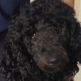 Poodles from Sunrise Poodles