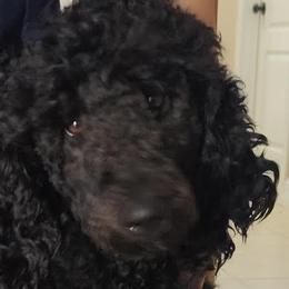 Poodles from Sunrise Poodles