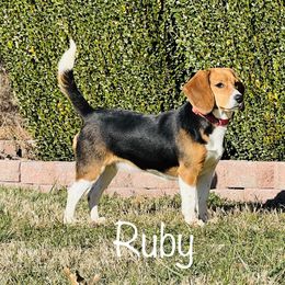 Ruby - Beagle