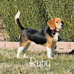 Ruby - Beagle