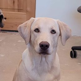 Dilute Retriever and Labrador Retriever Puppies from SmoKy Hills Labradors