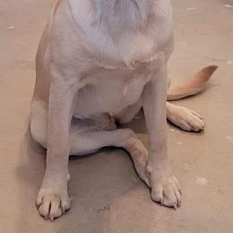 Dilute Retriever and Labrador Retriever Puppies from SmoKy Hills Labradors