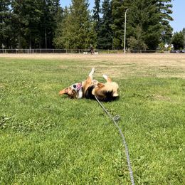 Pembroke Welsh Corgi Puppies from Top-Notch Paws