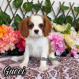Gucci - Blenheim female Cavalier King Charles Spaniel puppy in Hollywood, Florida from World Class Cavaliers