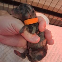 Cordelia - Dapple female Dachshund puppy in Statesville, North Carolina from Dannie's Doxies