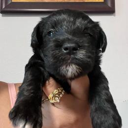 Blac white 2 - Black and silver male Miniature Schnauzer puppy in Lehigh Acres, Florida from Regency Schnauzer