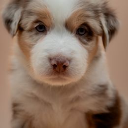 Australian Shepherd Puppies from 2 Happy Aussies